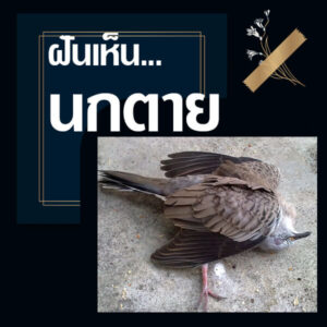 ทำนายฝันเห็นนกตาย 10/7/64