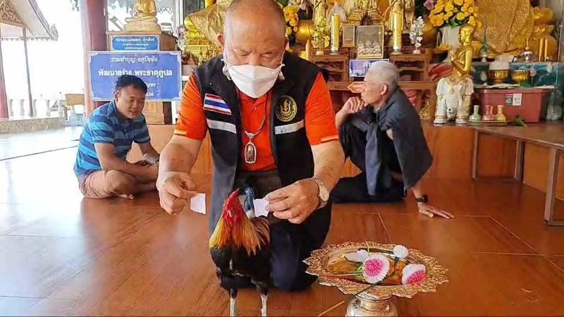 เลขเด็ดเจ้าฟัดไก่วัด 16-4-66